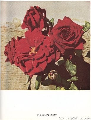 'Flaming Ruby' rose photo