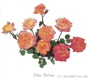 'Palm Springs (floribunda, Duehrsen 1965)' rose photo