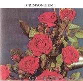 'Crimson Gem' rose photo