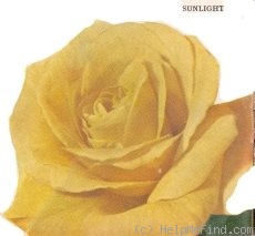 'Sunlight (hybrid tea, Meilland 1956)' rose photo
