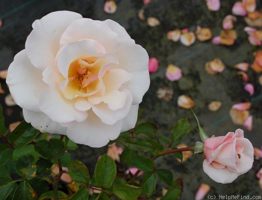 'Pearl Abundance' rose photo
