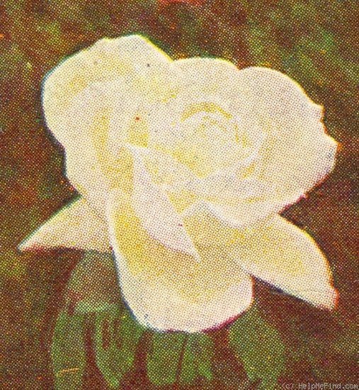 'Alexander Hill Gray (tea, Dickson, 1909)' rose photo