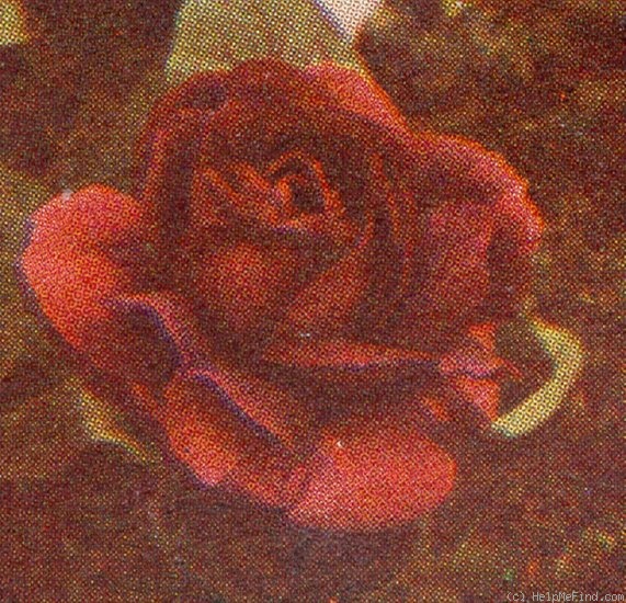 'Charles Lefèbvre' rose photo