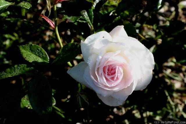 'Mawson' rose photo