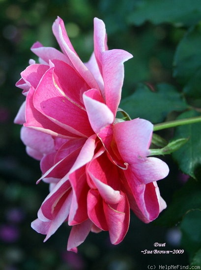 'Duet (hybrid tea, Swim, 1960)' rose photo