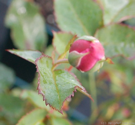 'Cramoisi Supérieur' rose photo