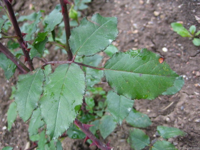 'The Alexandra (tea, Paul, 1900)' rose photo