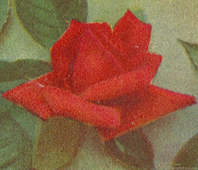 'Liberty (hybrid tea, Dickson 1898)' rose photo