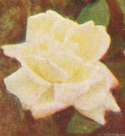 'Mabel Drew' rose photo