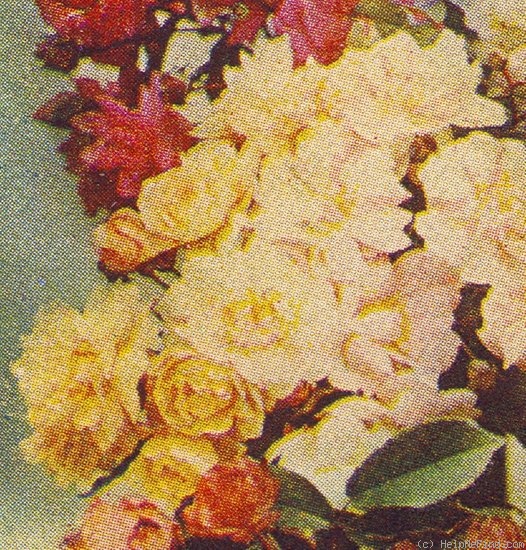'Eugénie Lamesch' rose photo