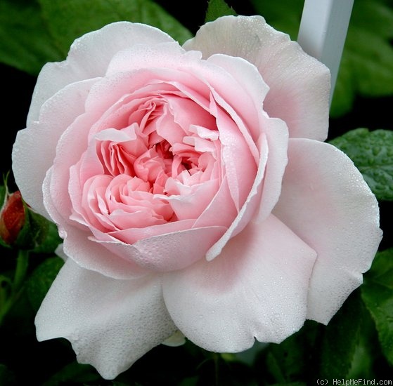 'Meilinday' rose photo