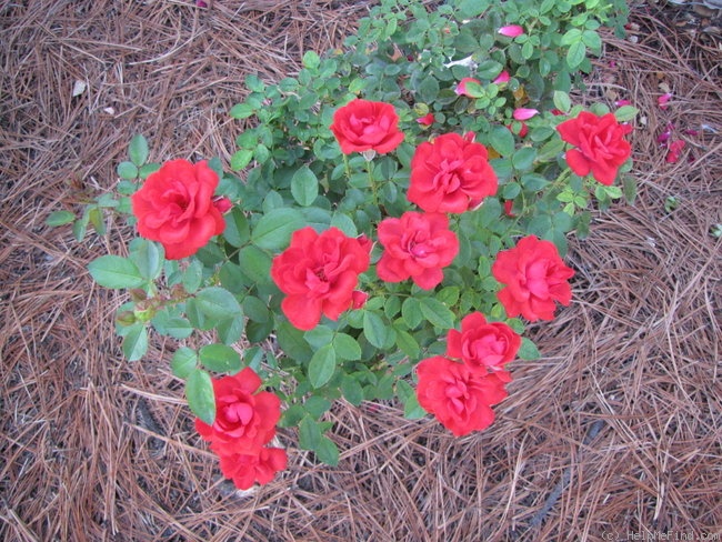 'Hotline ™ (moss, Christensen, 1981)' rose photo