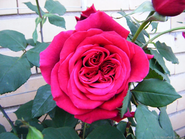 'Mildred Scheel ®' rose photo