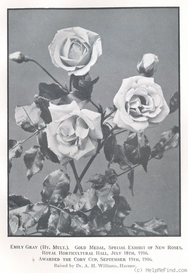 'Emily Gray' rose photo