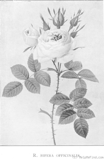 '<i>Rosa bifera</i> (Poir.) Persoon' rose photo