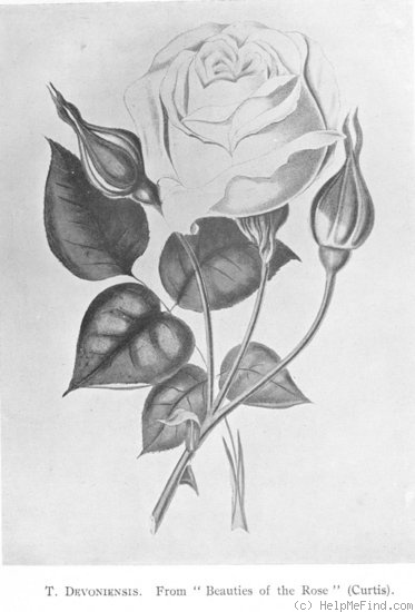 'Devoniensis (Tea, Foster, 1838)' rose photo