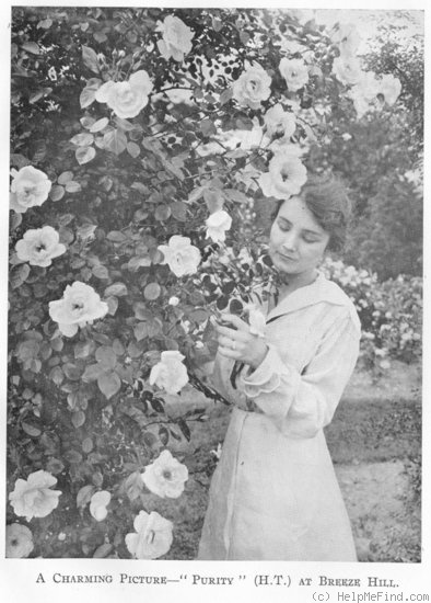 'Purity (climber, Hoopes, 1917)' rose photo