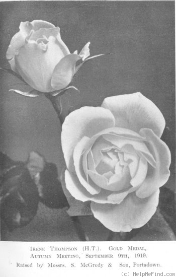 'Irene Thompson' rose photo
