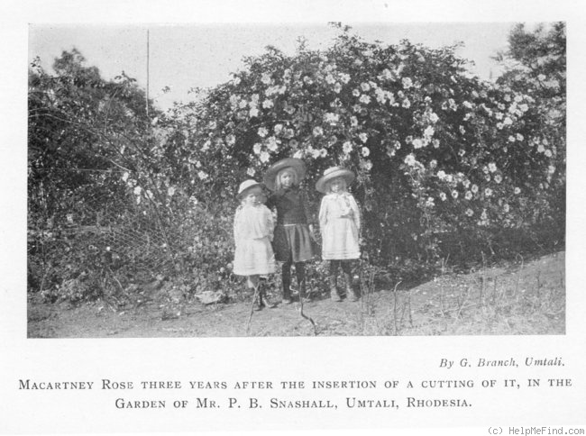 'Macartney Rose' rose photo