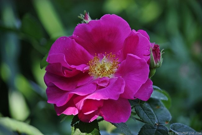 'Officinalis' rose photo