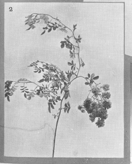 'Lady Gay (hybrid wichurana, Walsh, 1903)' rose photo