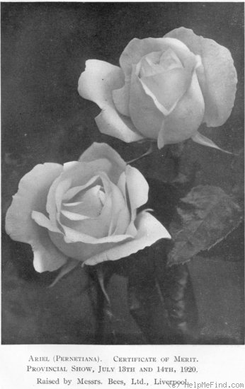 'Ariel (Pernetiana, Bees, pre 1920)' rose photo