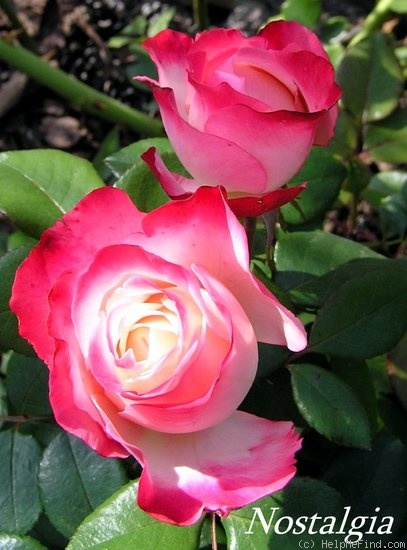 'Nostalgia (hybrid tea, Evers/Tantau, 1996)' rose photo