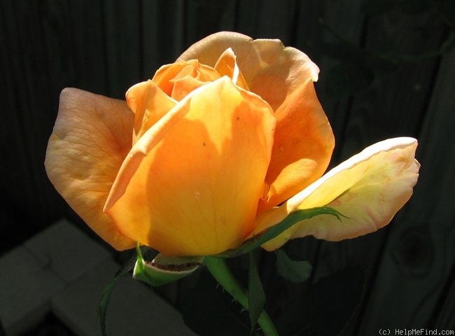 'Bronze Star ™ (hybrid tea, Weeks, 2000)' rose photo