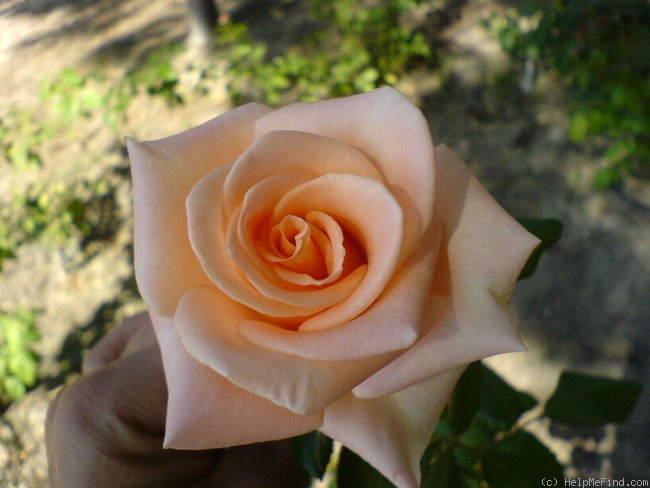 'Ambiance ™ (mini-flora, Benardella, 2002)' rose photo
