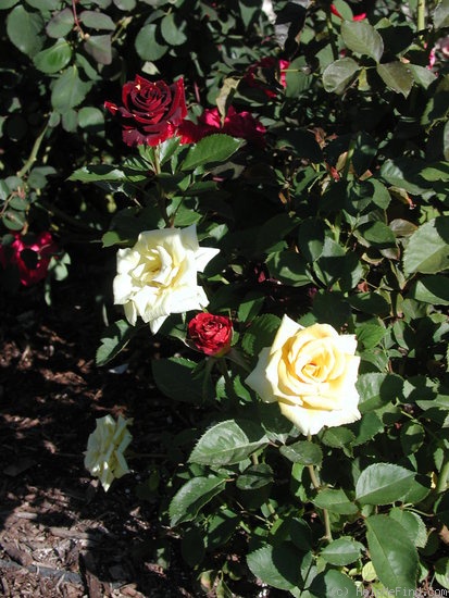 'Memphis Music' rose photo