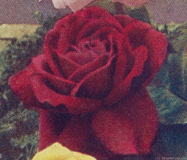 'Earl Beatty' rose photo