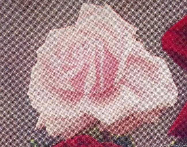 'Mabel Turner' rose photo