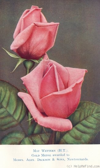 'May Wettern' rose photo