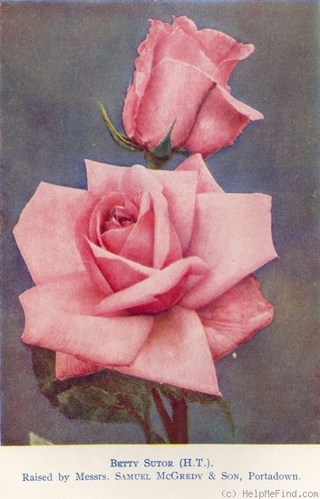 'Betty Sutor' rose photo
