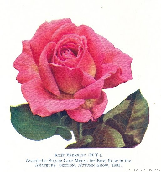 'Rose Berkeley' rose photo