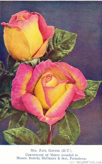 'Mrs. Paul Goudie' rose photo