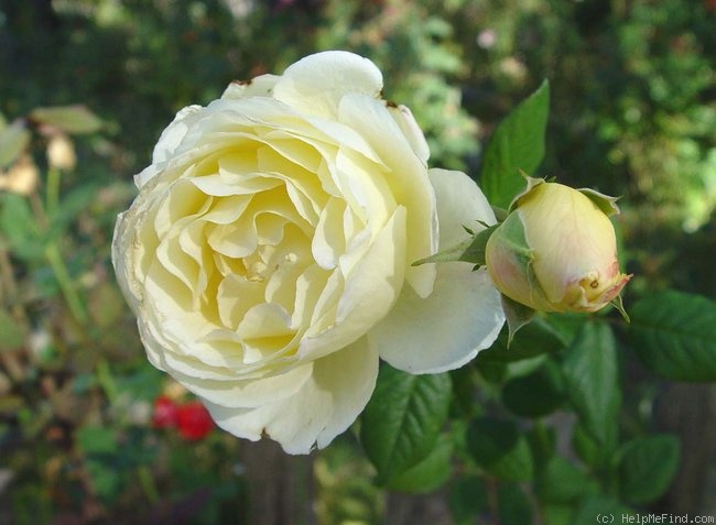 'Royal America' rose photo