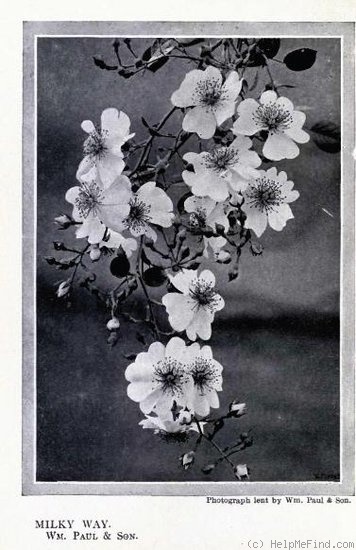 'Milky Way (Wichurana, Walsh, 1900)' rose photo