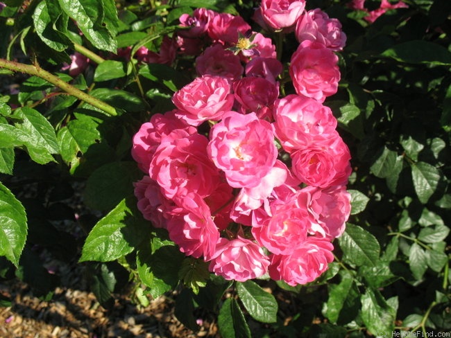 'Bert Mulley' rose photo