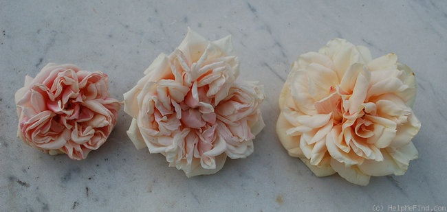 'Madame Bérard' rose photo