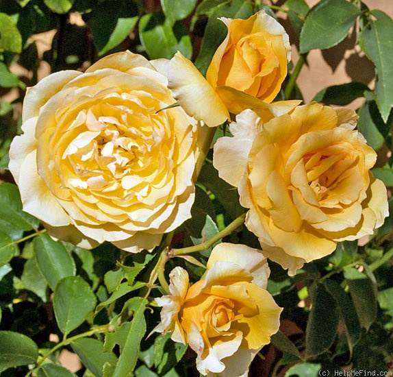 'Sophia Renaissance' rose photo