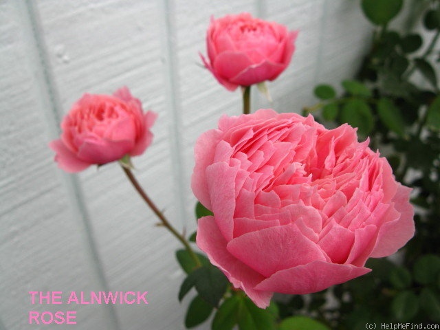 'The Alnwick Rose' rose photo