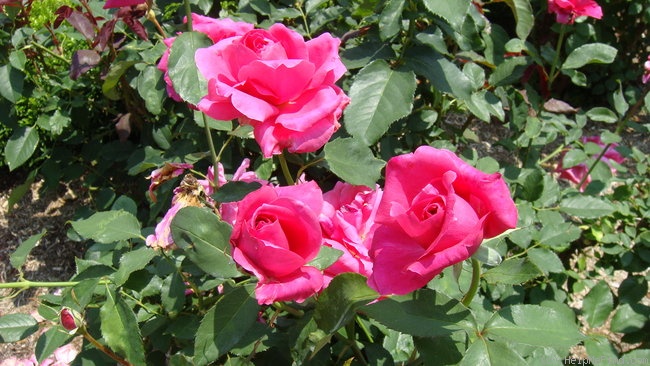 'Taj Mahal (hybrid tea, Armstrong, 1972)' rose photo