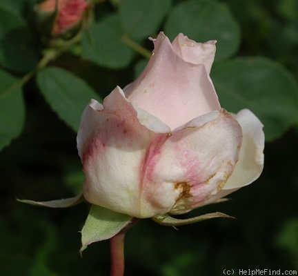 'Madame Falcot' rose photo