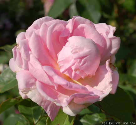 'Madame Fanny de Forest' rose photo