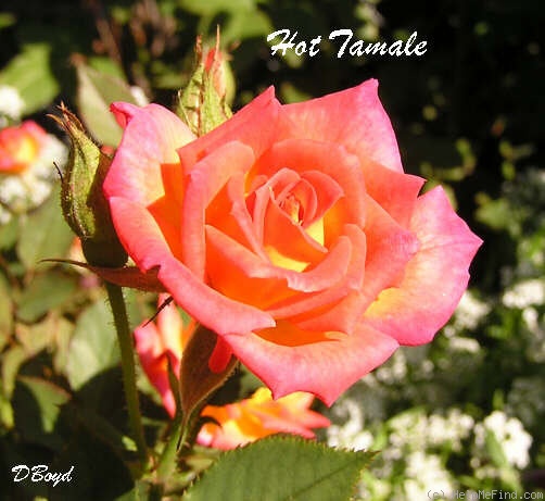 'Hot Tamale' rose photo