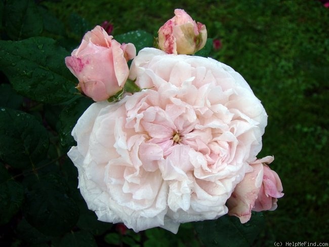 'Eglantyne' rose photo