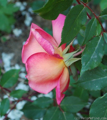 'Madame Laurette Messimy' rose photo