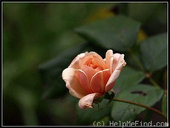 'Perle d'Or (polyantha, Rambaux, 1875)' rose photo