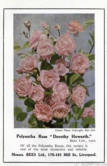 'Dorothy Howarth' rose photo